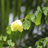 Bauhinia